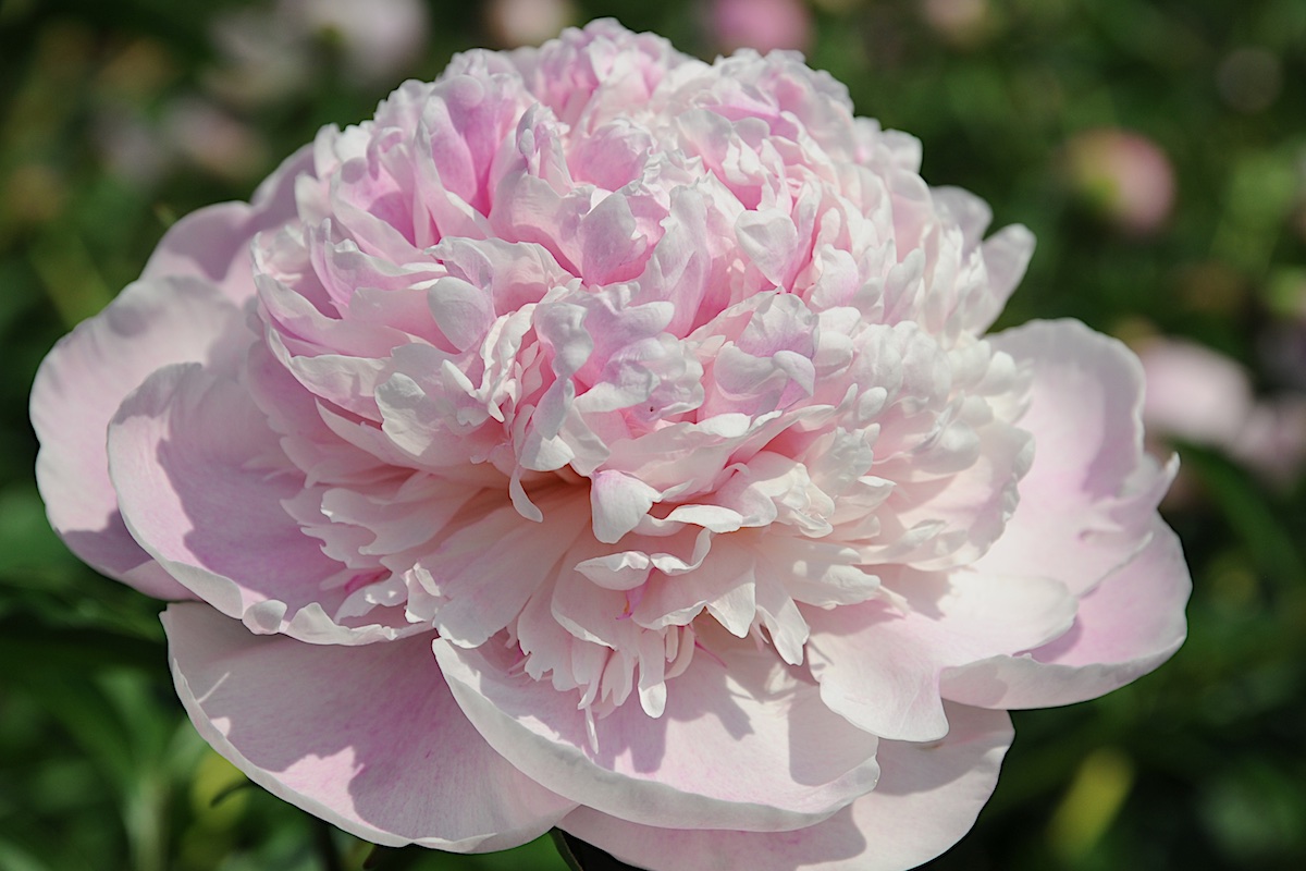 Paeonia lactiflora 'Kelway's Lovely'